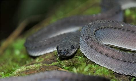 4 Snakes that Look Like Dragons - A-Z Animals