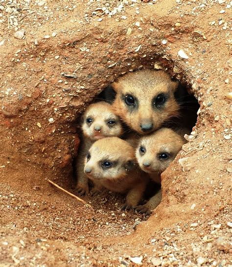 Meerkat Pups Appear at Brevard Zoo - ZooBorns