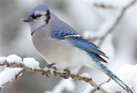 Winter Birds - Oak Hammock Marsh