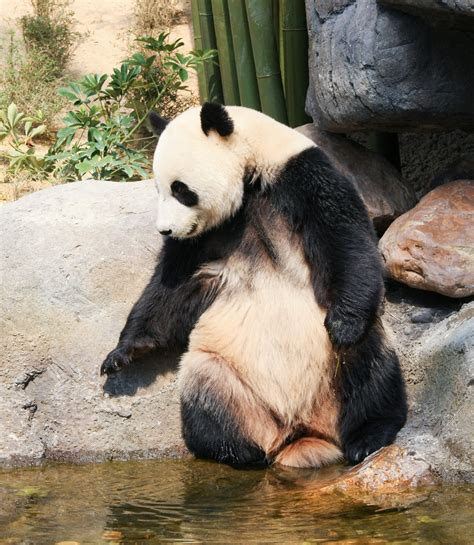 Giant Panda Behavior