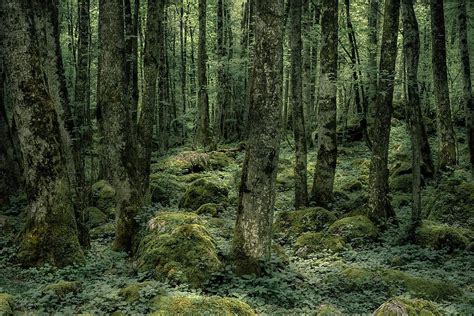 Primeval Forest Photograph by Alexander Kunz - Fine Art America