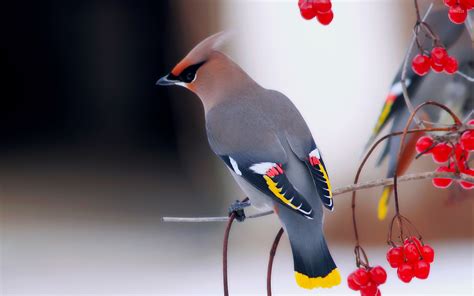 Bohemian Waxwing wallpaper - Animal wallpapers - #31306