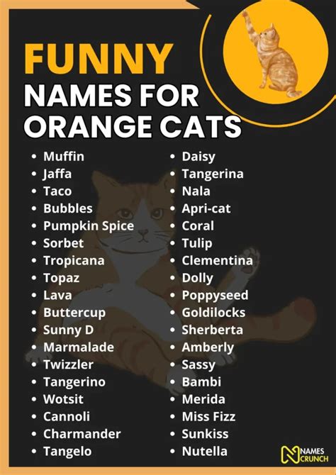 590+ Funny Names for Orange Cats - Names Crunch