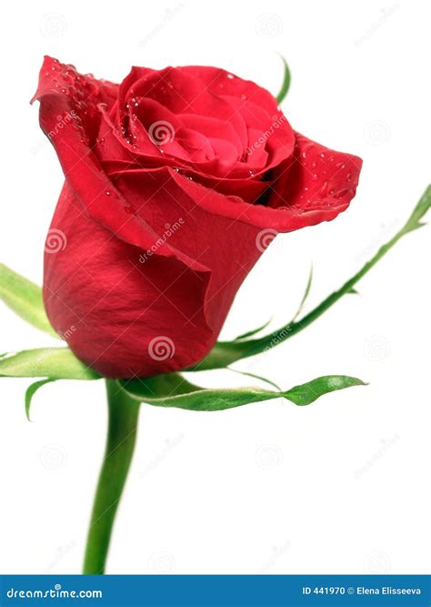 Red Rose with Water Droplets Stock Photo - Image of details, flower: 441970