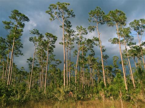 Florida Everglades: In Defense of Swamps (& How You Can Visit)