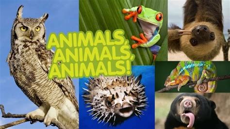 Animals: Facts, Pictures, and Videos -- National Geographic Kids Senior Boy Poses, Animal ...