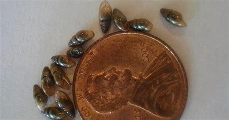 Illinois Invasive Species Awareness Month: New Zealand mud snails discovered in Black Earth ...