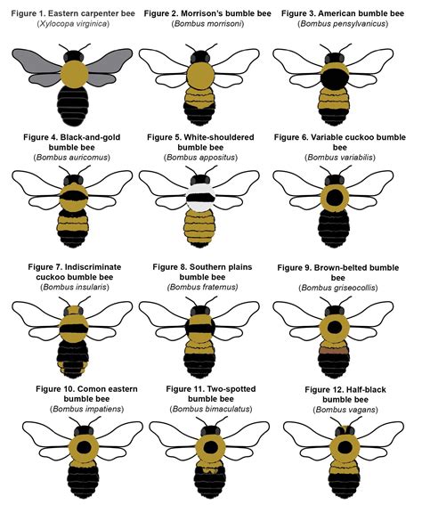 Oklahoma Buble Bee identification Guide : r/coolguides