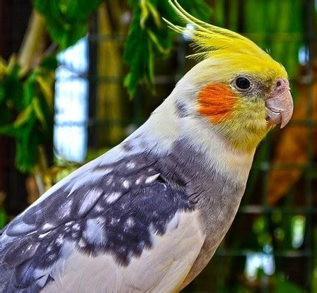 Cockatiel Genetics - Cockatiels As Pets