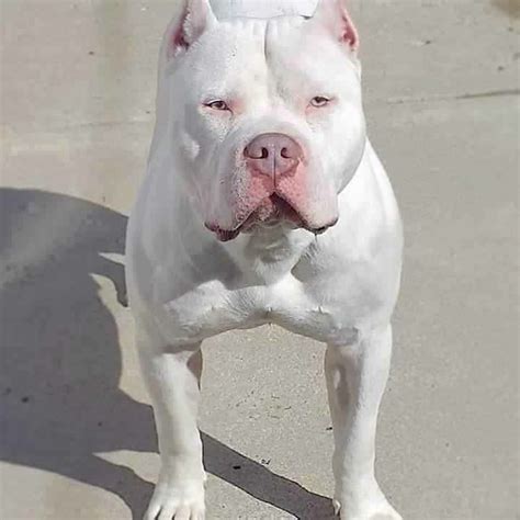 Pin by LONCHO on CRIATURAS. | White pitbull, American pitbull terrier ...