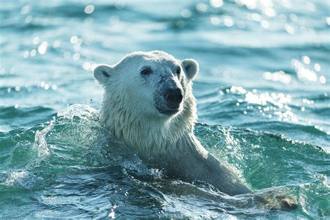 Polar Bear Swimming In Hudson Bay Photograph by Paul Souders - Fine Art ...