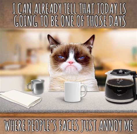 Grumpy Cat Morning ☕️ | Grumpy cat, Grumpy cat meme, Cat jokes