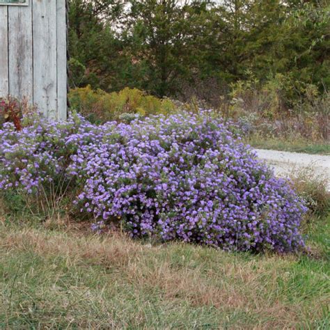 Symphyotrichum oblongifolium (Aromatic Aster)