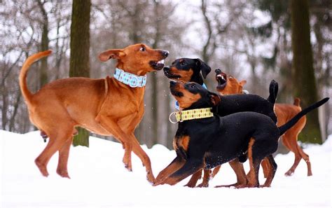 Boys playing with snowball. Viper`s face is epic | Winter dog, Boys playing, Epic