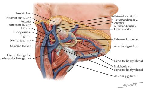 Submental Triangle... - Clinical Anatomy & Operative Surgery