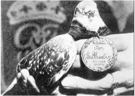 The celebrated war pigeon, G.I. Joe, receiving the Dickin Medal for gallantry during WWII. His ...