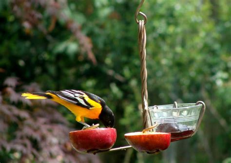 Baltimore Oriole Bird Feeders | Birdcage Design Ideas