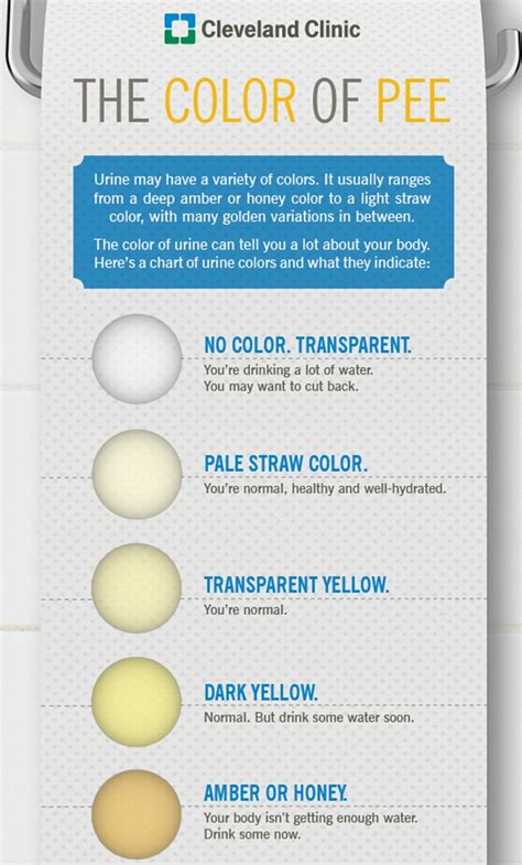 What your PEE says about your health: A clear stream means you're drinking too much coffee ...