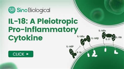 IL-18: A Pleiotropic Pro-Inflammatory Cytokine | Lab Equipment ...