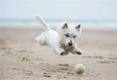 Dog friendly beaches in Brixham - Brixham Cottages