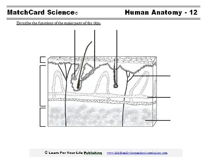 Skin Diagram Worksheet Educationcom