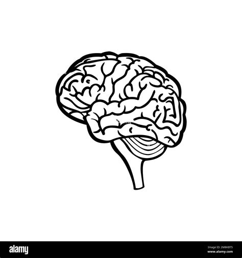 Human brain line art illustration Stock Vector Image & Art - Alamy