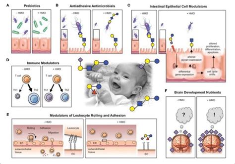 | Postulated HMO effects. HMos may benefit breast-fed infant in ...