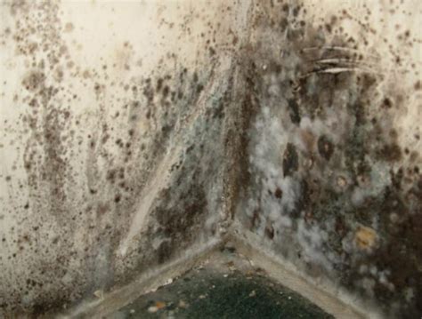 What Does Black Mold Look Like in Various Surfaces?