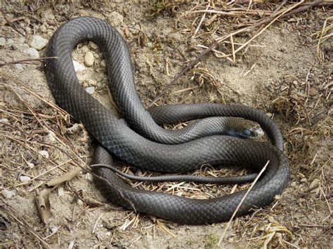 Maryland Biodiversity Project - Northern Black Racer (Coluber constrictor)