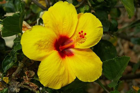 Hawaii State Flower | Hawaii | Pinterest | Hawaii