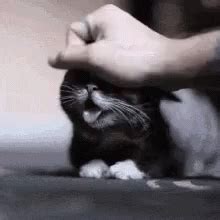 Cat Tongue GIF - Cat Tongue Tongue Out - Discover & Share GIFs