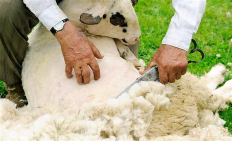 What is the Process of Turning Wool into Fabric?