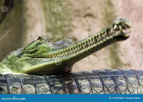 Double Portrait of the Gharials ,Gavialis Gangeticus Lying on Each Other. Stock Image - Image of ...