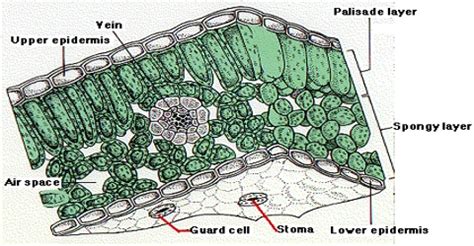 Upper Epidermis in Plants - QS Study