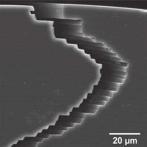 The skeleton of Euplectella aspergillum , from the spicules anchored in ...