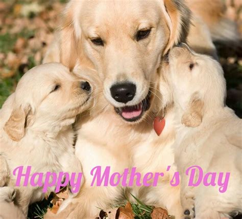 Happy Mother's Day | Retriever puppy, Puppies, Dogs and puppies