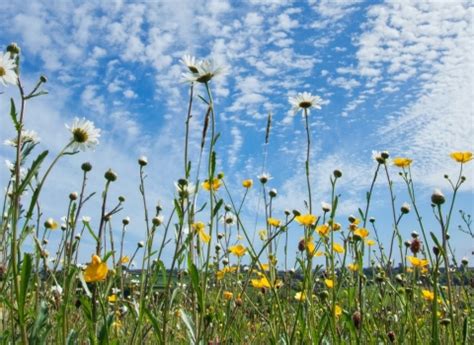 Nature reserves | Somerset Wildlife Trust