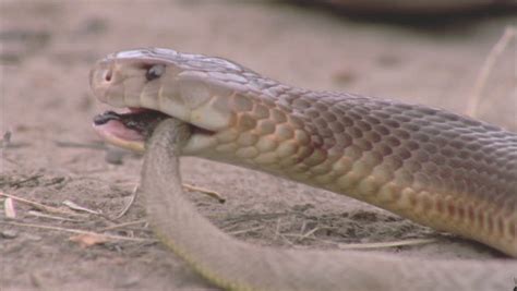 King Brown Snake Approaches Inland Taipan Snake Stock Footage Video ...