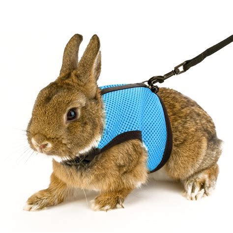 Best Rabbit Harness - Top 4 Harnesses Reviewed - The Best Product Reviews