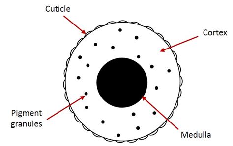 Cross section showing the layers of the hair shaft | Download ...