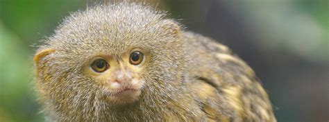 Pygmy Marmoset Monkeys Pets