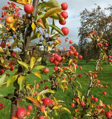 Crabapple Tree Fruit Edible | Fruit Trees