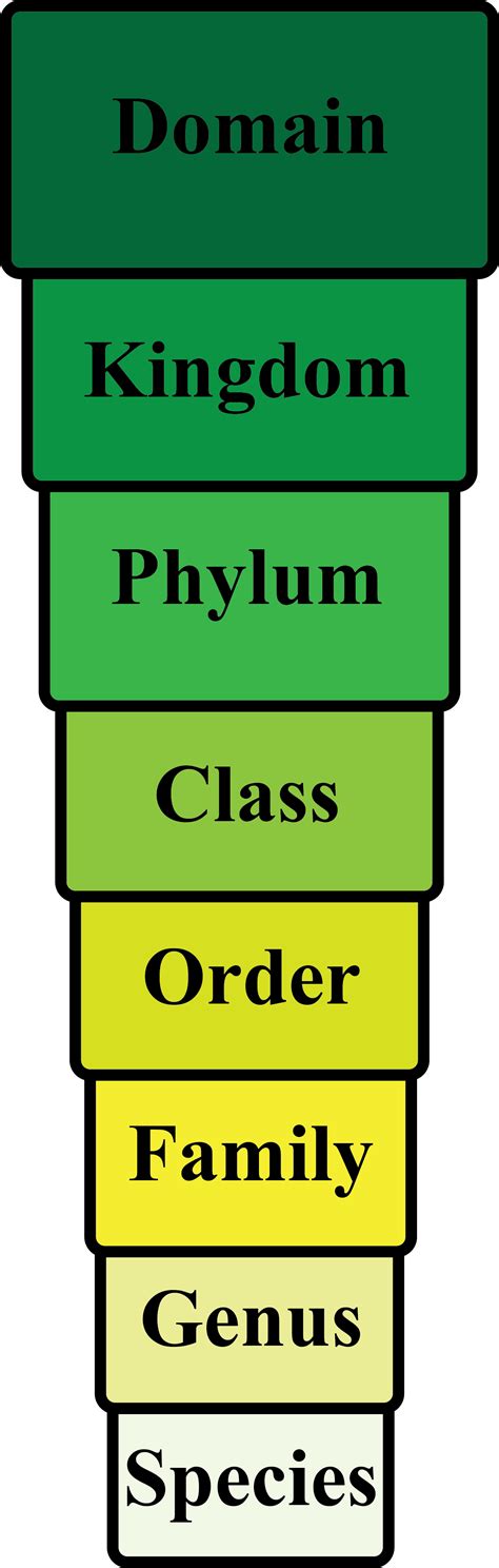 Order Of The Taxonomy