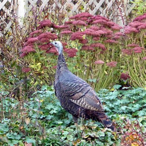 Wild Turkeys in the Garden - FineGardening