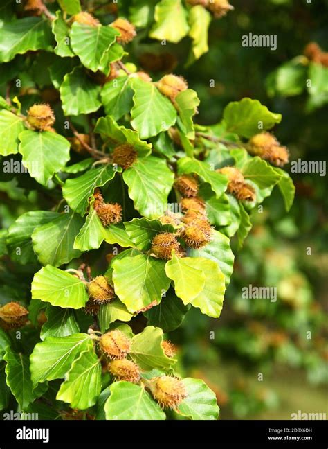 Beech tree seeds hi-res stock photography and images - Alamy