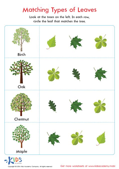 Types Of Trees For Kids