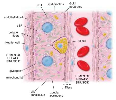 Cell diagram illustrates a one-cell thick plate of hepatocytes that is... | Download Scientific ...