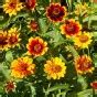 Non-GMO Persian Carpet Zinnia Wildflower Seeds