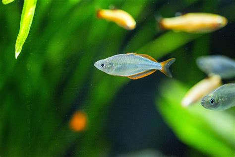 20 Neon Tetra Tank Mates – All the Information You’ll Need!