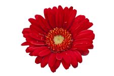 Flower, Red-white Petals Free Stock Photo - Public Domain Pictures